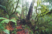 LS135 Antarctic Beech Rainforest, New England National Park NSW